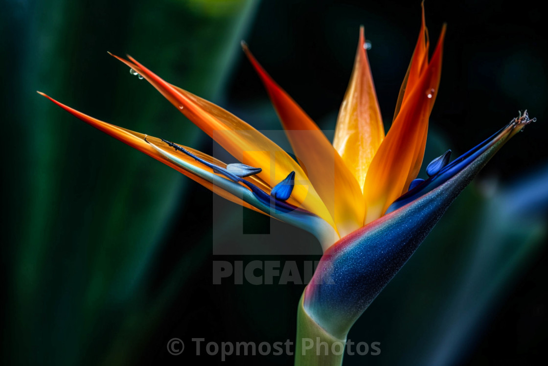 Vibrant Bird of Paradise in Hawaii by Topmost Photos - buy